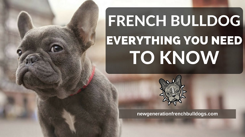 Everything You Need to Know about French Bulldog Puppies